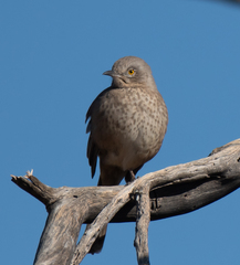 Toxostoma bendirei