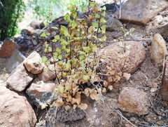 Adiantum chilense