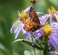 Boloria chariclea