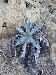 Cirsium occidentale