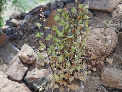 Adiantum chilense