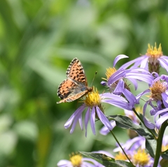 Boloria chariclea