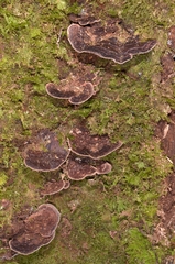 Nigroporus vinosus