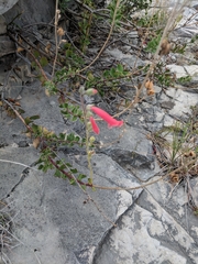 Penstemon baccharifolius