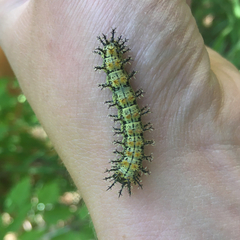 Hemileuca nevadensis