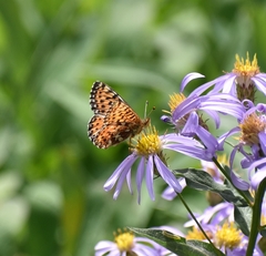Boloria chariclea