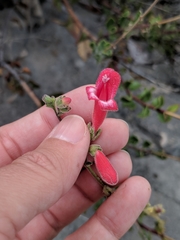 Penstemon baccharifolius