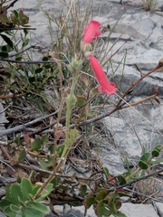 Penstemon baccharifolius