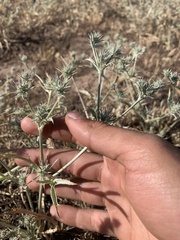 Eryngium mathiasiae