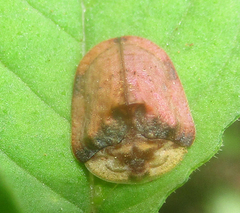 Acrocassis gibbipennis