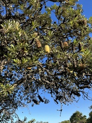 Banksia integrifolia