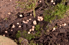 Hymenoscyphus javanicus