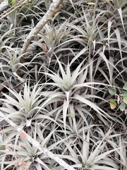 Tillandsia incarnata