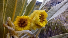 Espeletia hartwegiana