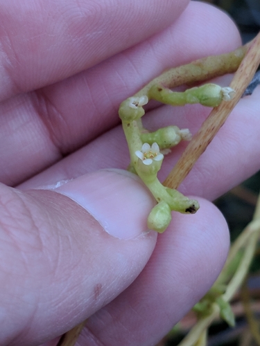 Image of Cuscuta exaltata by (c) Alison Northup, some rights reserved (CC BY)