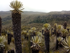 Espeletia hartwegiana