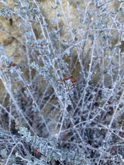 Acmispon argophyllus