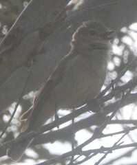 Pachycephala fuliginosa