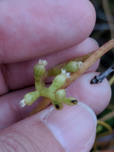 Image of Cuscuta exaltata by (c) Alison Northup, some rights reserved (CC BY)