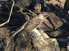 Mimus parvulus parvulus