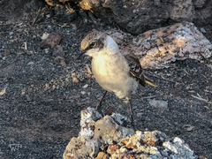 Mimus parvulus parvulus