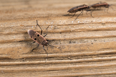 Physopelta quadriguttata