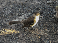 Mimus parvulus parvulus