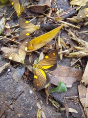 Phaeochlaena lampra
