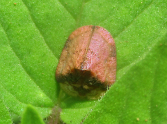 Acrocassis gibbipennis