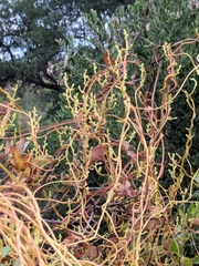 Cuscuta exaltata