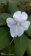 Impatiens walleriana