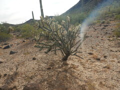 Cylindropuntia acanthocarpa acanthocarpa