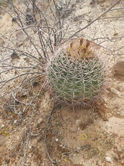 Ferocactus emoryi