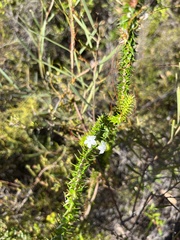 Epacris pulchella