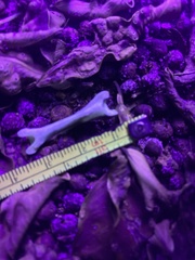 Pelecaniformes