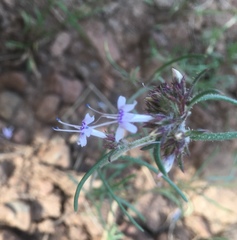 Ipomopsis multiflora