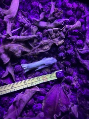 Pelecaniformes
