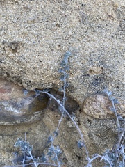 Acmispon argophyllus