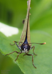 Cyanophrys miserabilis