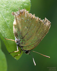 Cyanophrys miserabilis