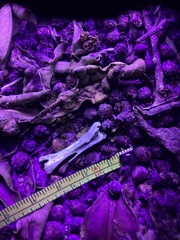 Pelecaniformes