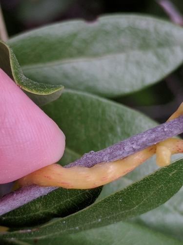 Image of Cuscuta exaltata by (c) Alison Northup, some rights reserved (CC BY)