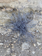 Acmispon argophyllus