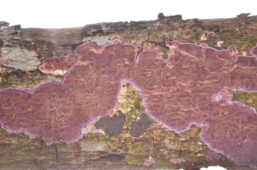 Chondrostereum purpureum · November 2022 · photo: © epopov (iNaturalist, cc-by)