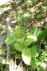 Galearis camtschatica