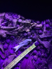 Pelecaniformes