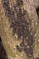 Annulohypoxylon