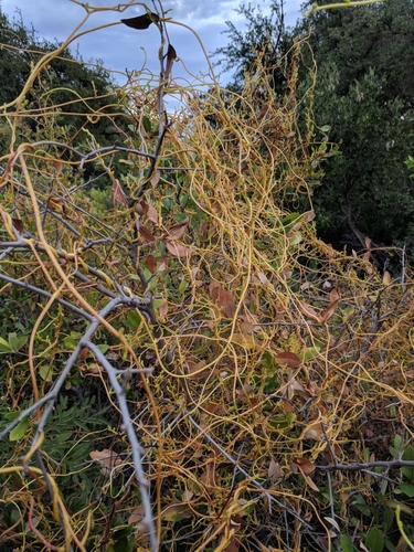 Image of Cuscuta exaltata by (c) Alison Northup, some rights reserved (CC BY)