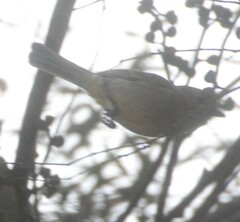 Pachycephala fuliginosa