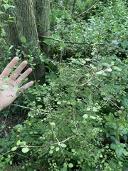 Coprosma rotundifolia